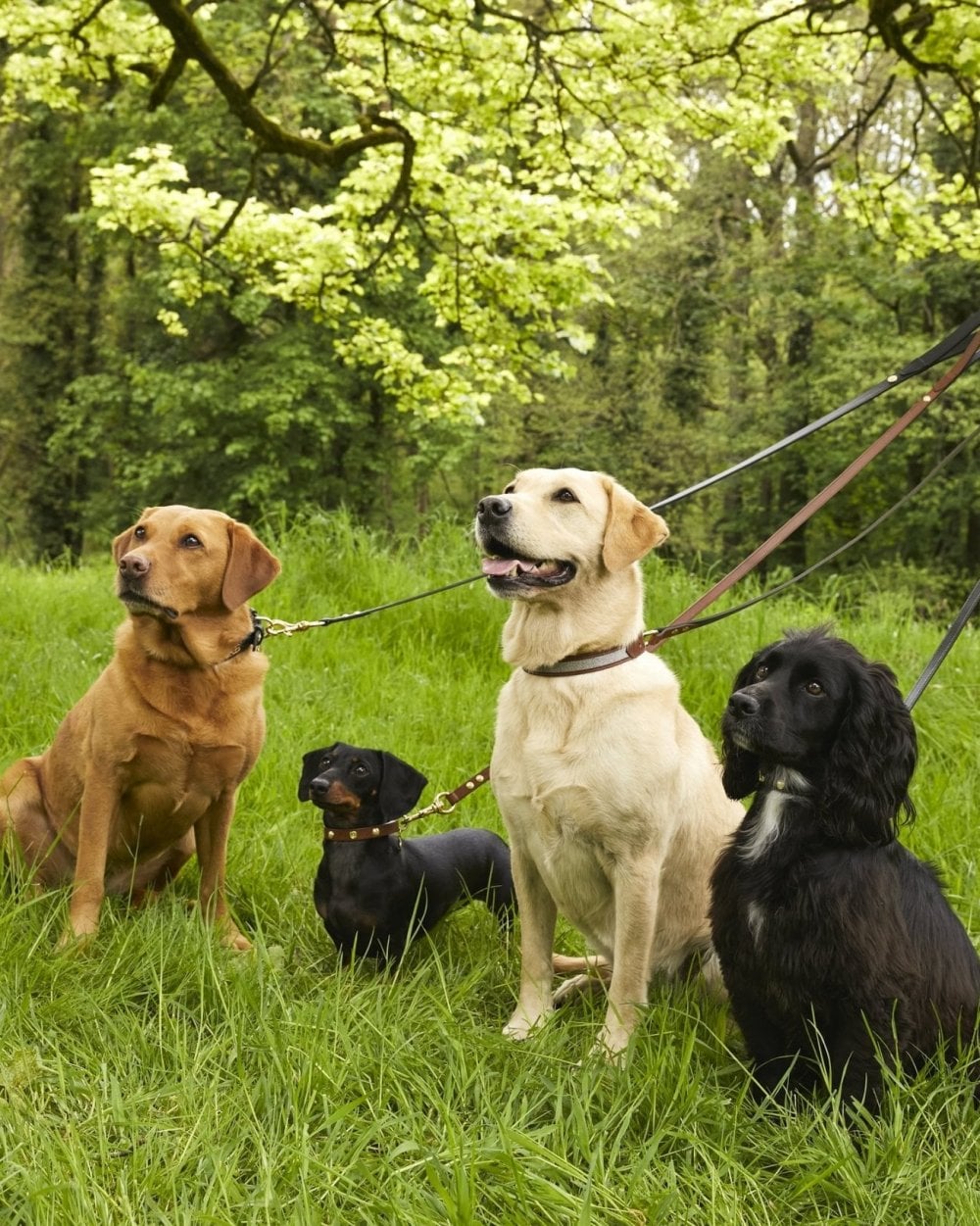 Classic Dog Lead - Black