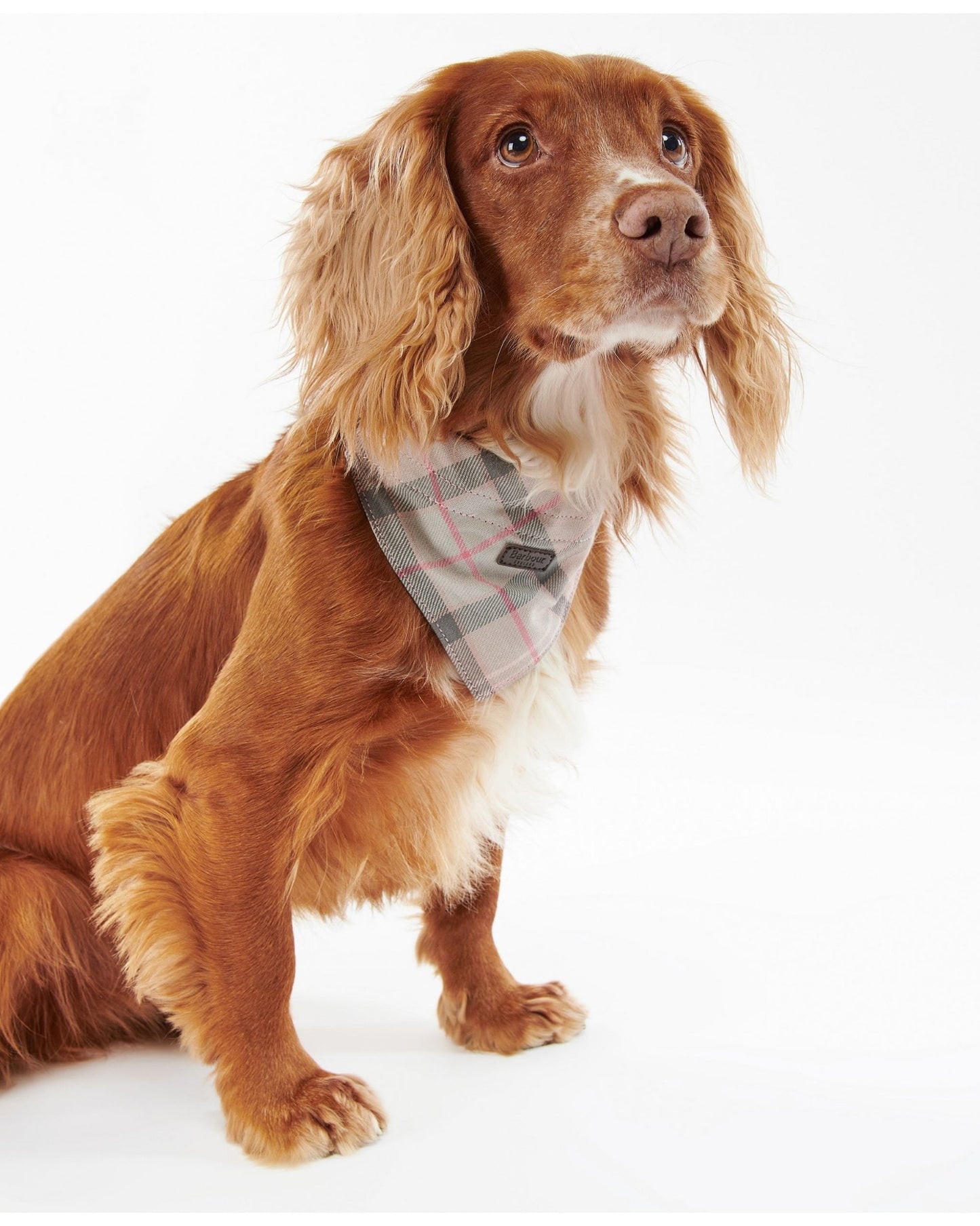 Barbour Tartan Dog Bandana