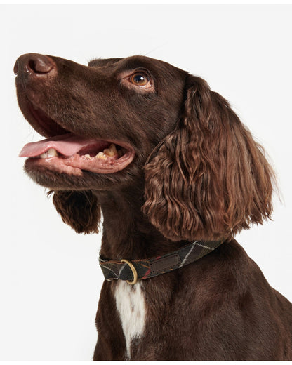Barbour Tartan/Webbing Dog Collar