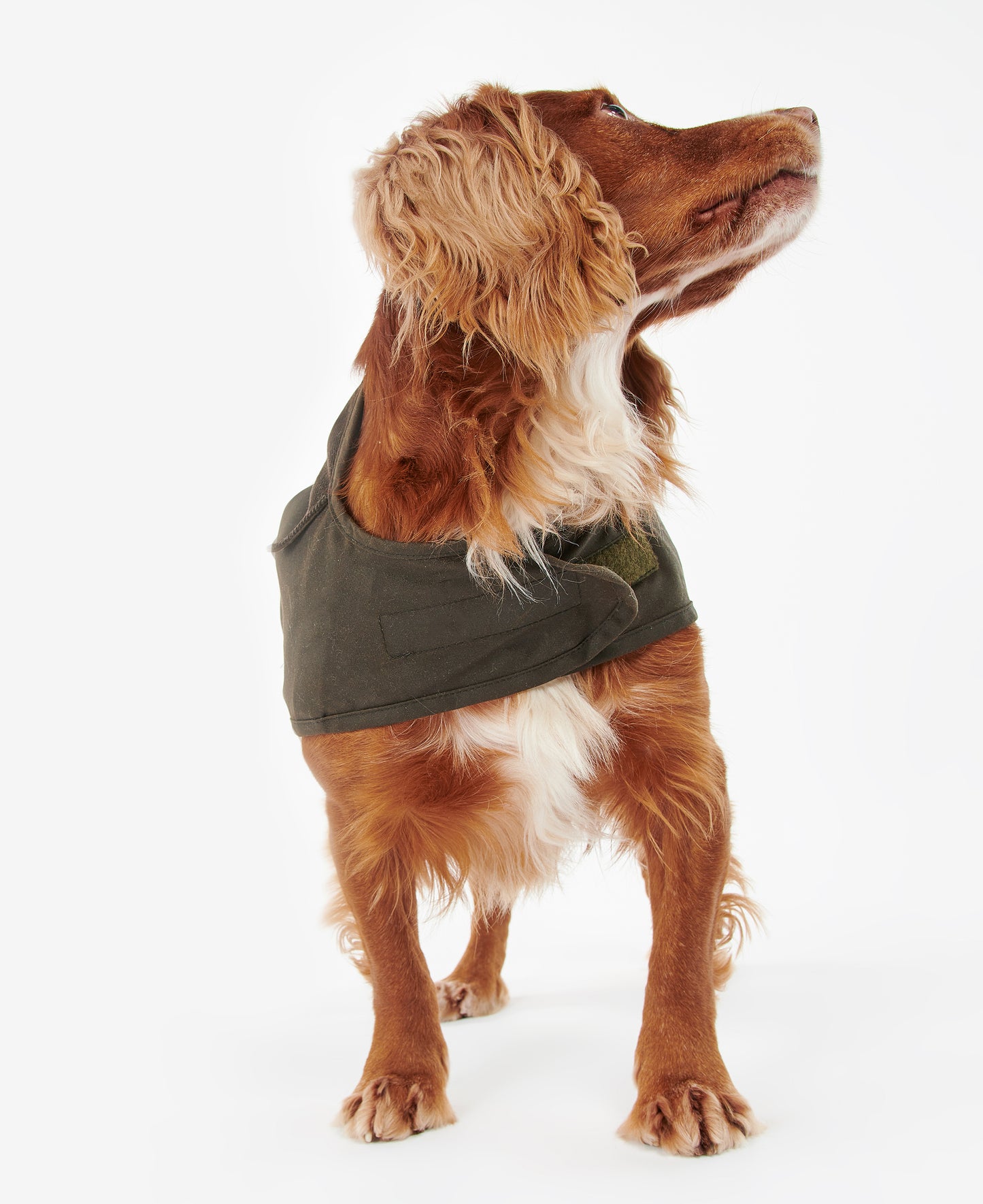 2 in 1 Wax Dog Coat