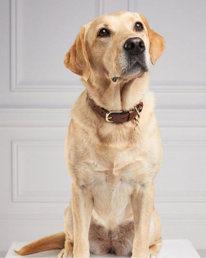 HC Classic Dog Collar - Chestnut & Tweed