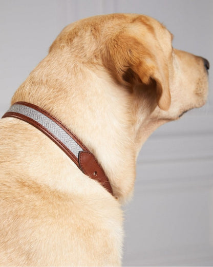 HC Classic Dog Collar - Chestnut & Tweed